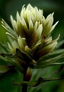 Castilleja - Yellow Paintbrush